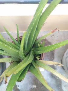 benefits of aloe vera