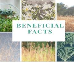 Benefits of Marigold: Facts about plants in my house.